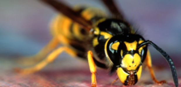 Wasp Sting