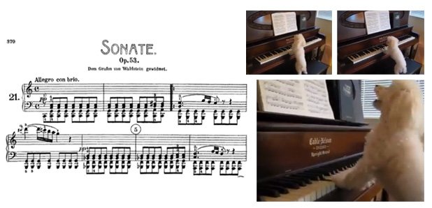 dog playing piano